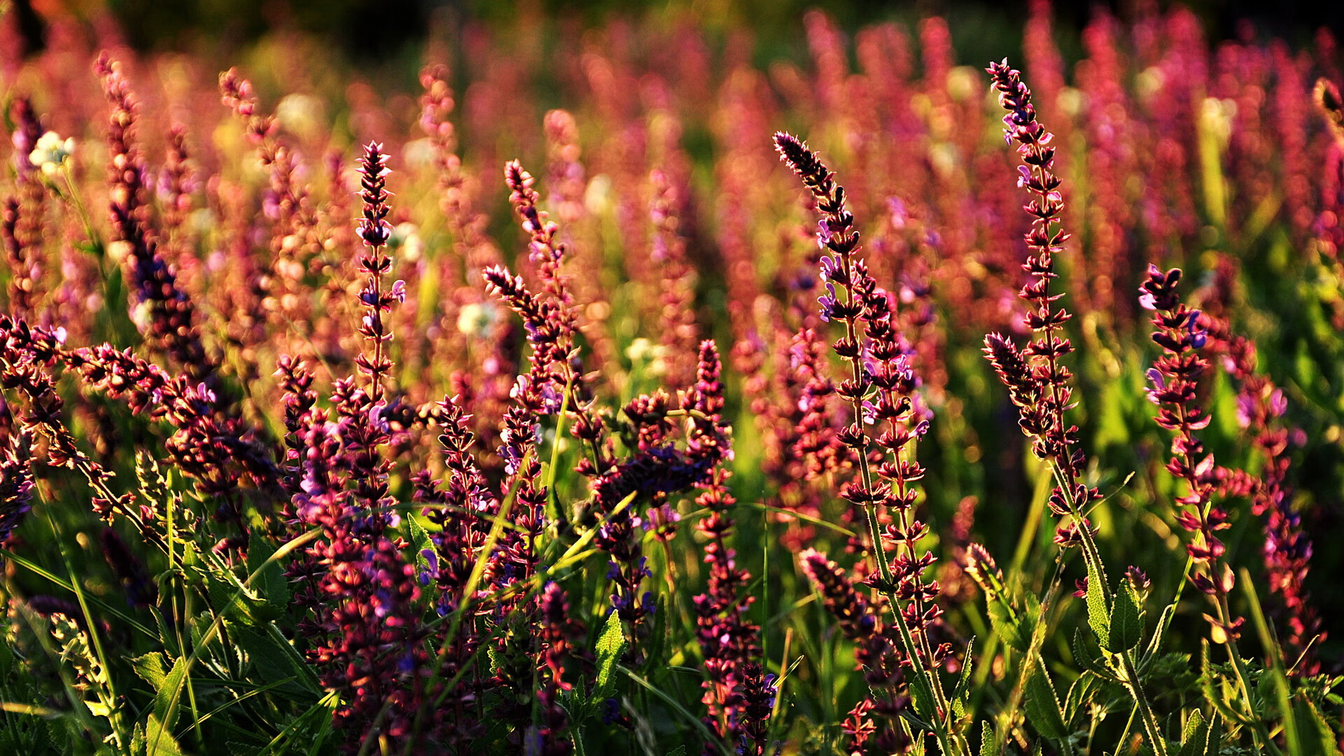 切尔西主场氛围热烈,球迷助威震场,切尔西足球队比赛