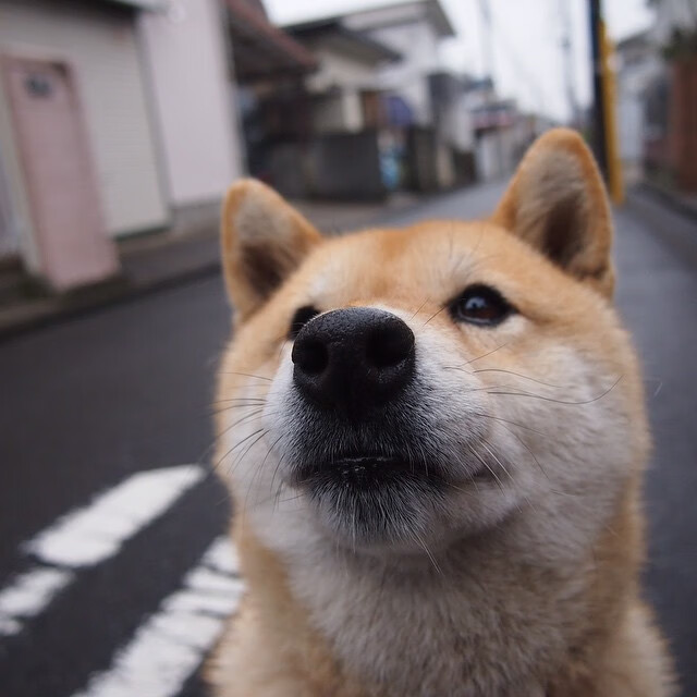 半决赛对塞尔维亚19‑18刺激淘汰
