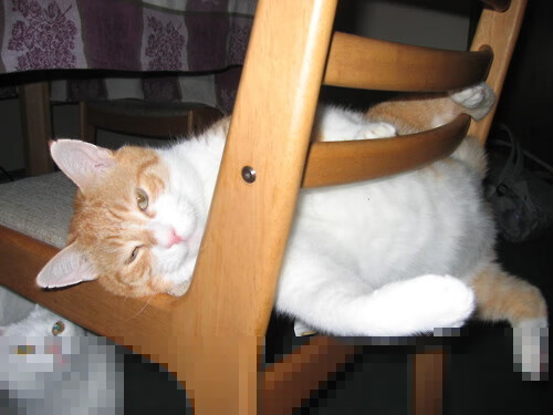 塞尔维亚女篮在欧洲锦标赛中一举夺冠，展现强大团队实力，塞尔维亚女蓝水平