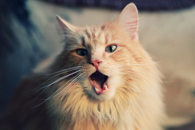 德甲怒火爆发:攻势凶猛,防线坚韧,德甲解析