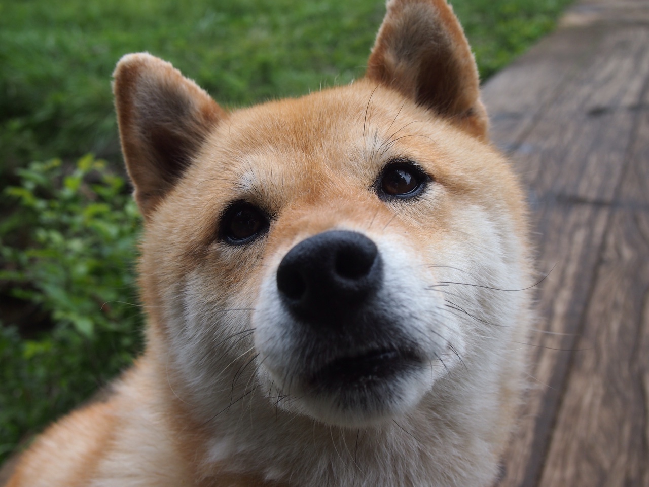 开云体育官网上-特斯·冯·迪克：南非队的进攻核心，巧妙的脚步令对方防线头痛